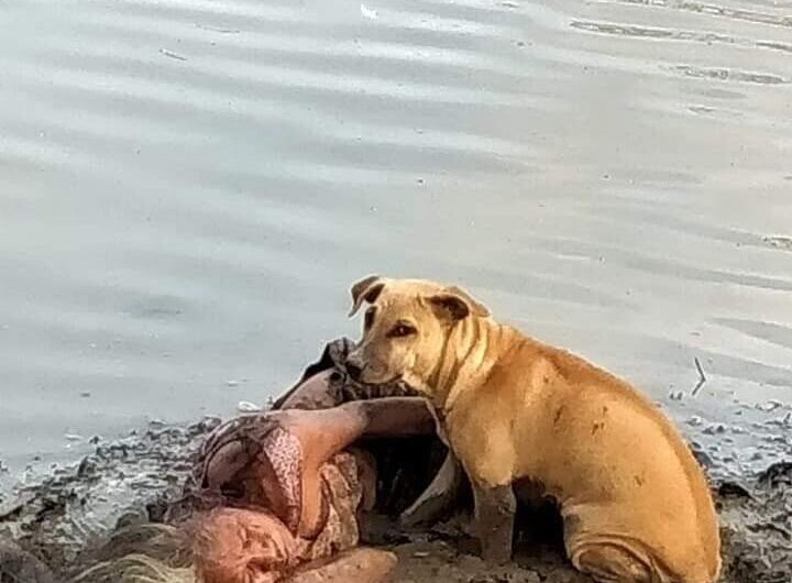 Heartwarming: Stray Dog Becomes Hero When He Finds and Protects Collapsed Blind Elderly Woman by the River