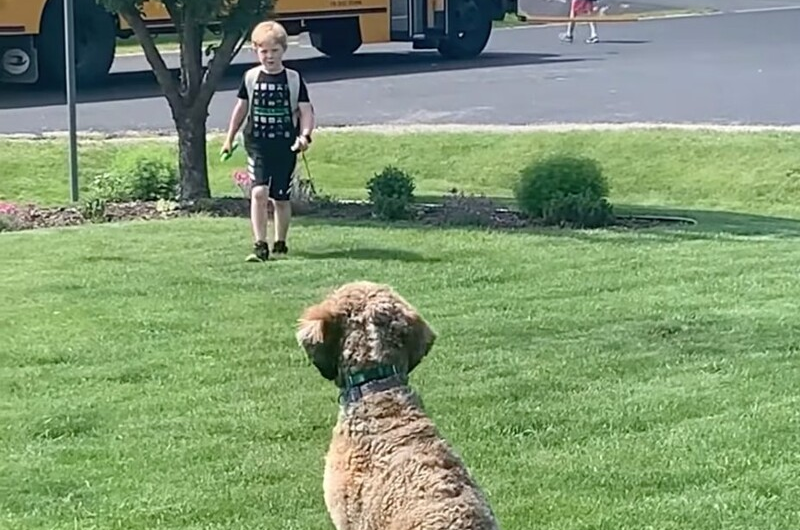 Faithful dog’s heartwarming daily ritual with his beloved owner at the bus stop