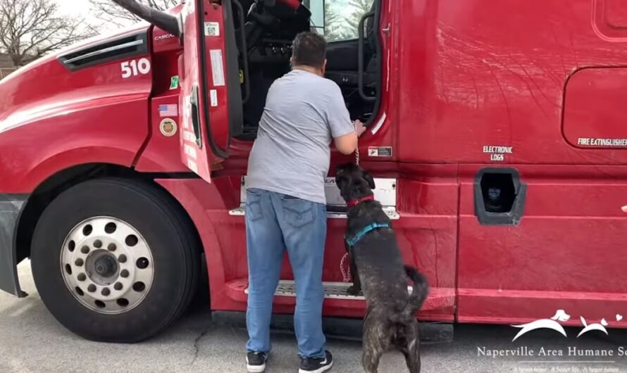 Happy ending for shelter dog after 372 days: Finds new dad and climbs into truck with joy