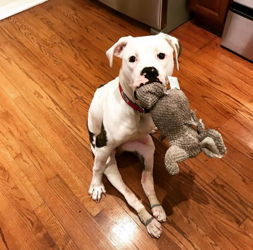 Pigeon paralyzed dog with doll image 2