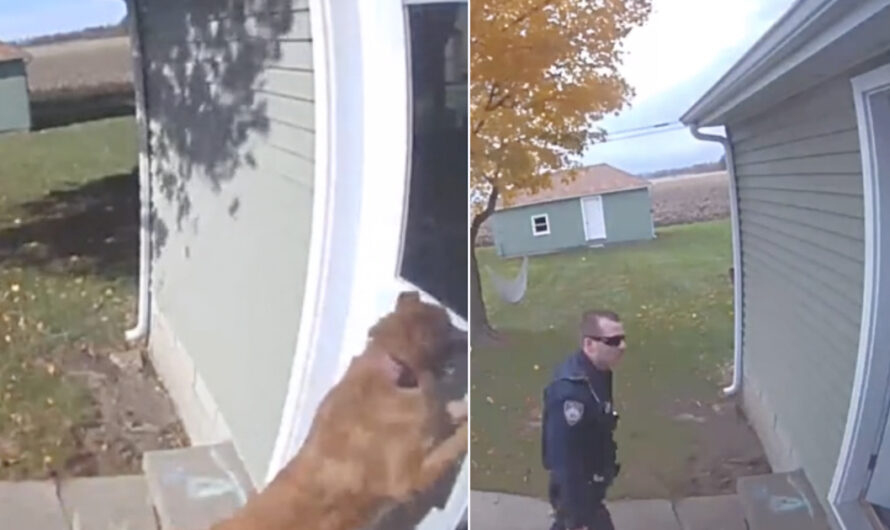 Pup Pushes Door Open, Lets Herself Inside & Leaves Door Open, Leading To Cops Being Called