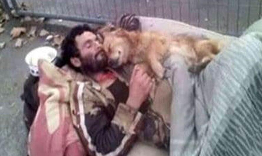 Homeless man finds solace and protection in loyal dog’s embrace