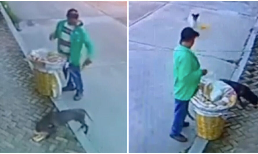 Street Vendor Caught On Camera Giving Hungry Stray Dogs Who Were Following Him Food From His Supply