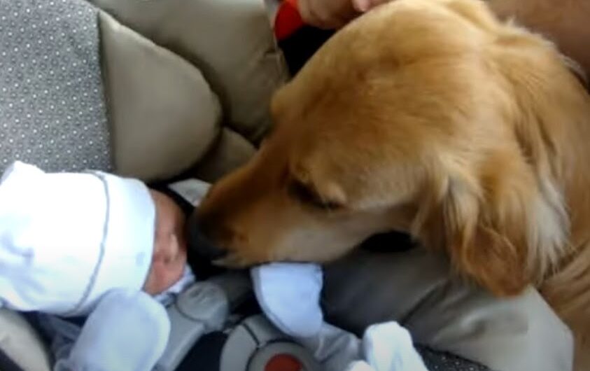 A Beautiful Friendship Begins: Newborn Boy Bonds with Loyal Old Family Dog