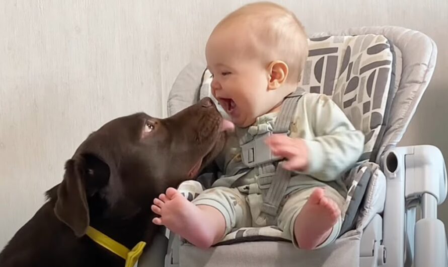 Heartwarming: Labrador and baby share a precious moment caught on camera