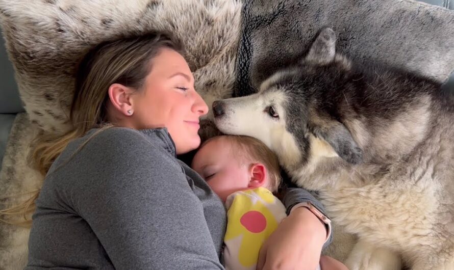 Gentle Giant: Meet the Husky Who Acts Like a Big Baby and Melts Hearts Everywhere