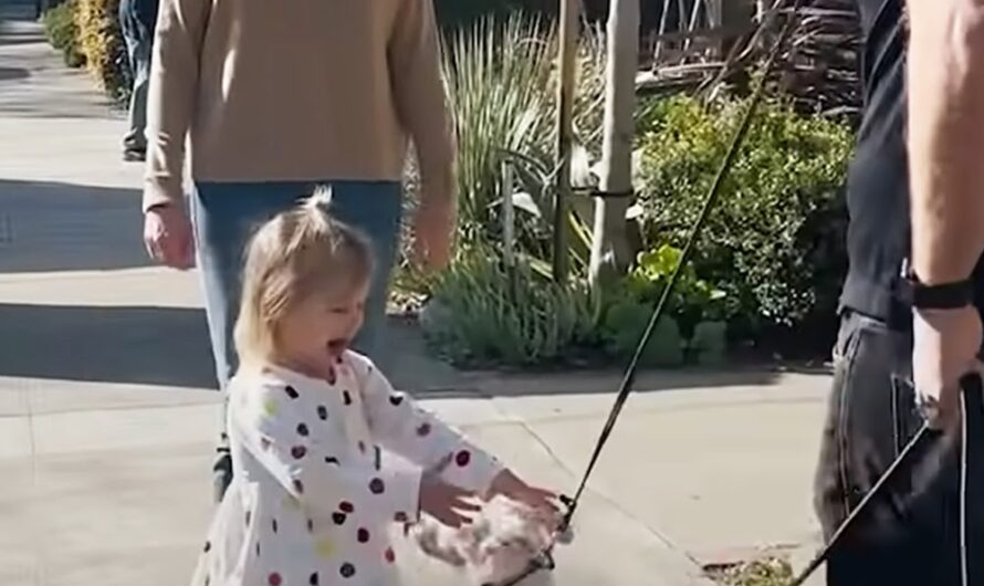 A 2 Yeard Child Forms an Unbreakable Friendship with a Deaf Puppy. Heartwarming Story of a Toddler and a Deaf ᴘᴜᴘᴘʏ’s ᴜɴʙʀᴇᴀᴋᴀʙʟᴇ ʙᴏɴᴅ