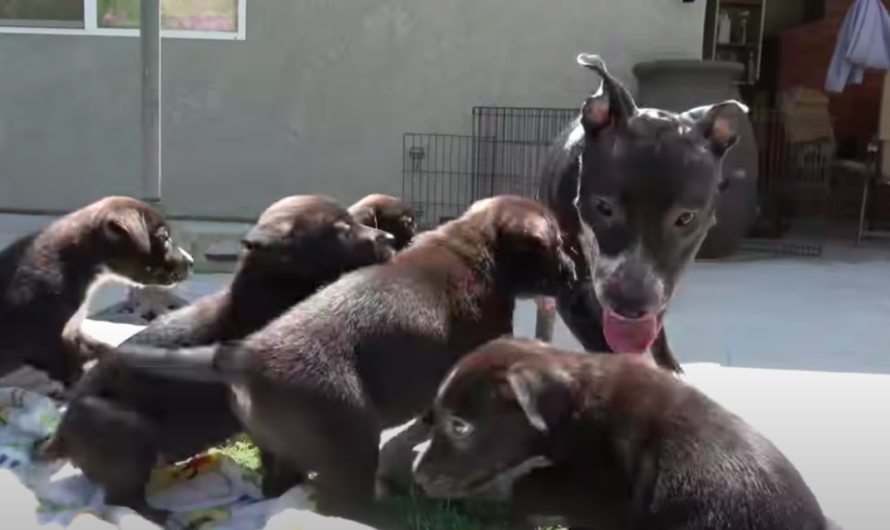 Young Mother Dog Rescued and Reunited With Her Stolen Puppy