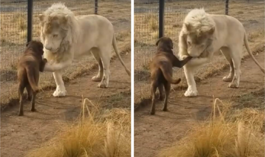 Lion’s sweet act of kissing his dog friend’s hand left 60m people with their hearts melted by the charming scene