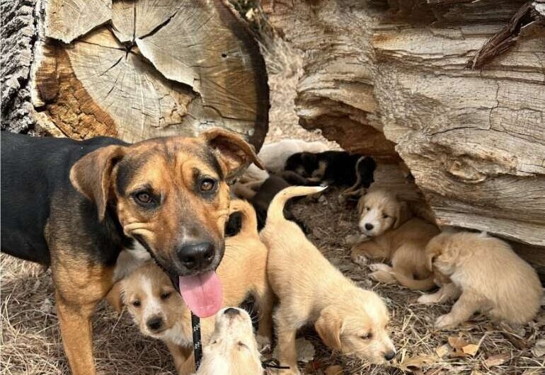 Surprise Encounter: Mama Dog Leads Woman to a Surprising Number of Puppies in Parking Lot