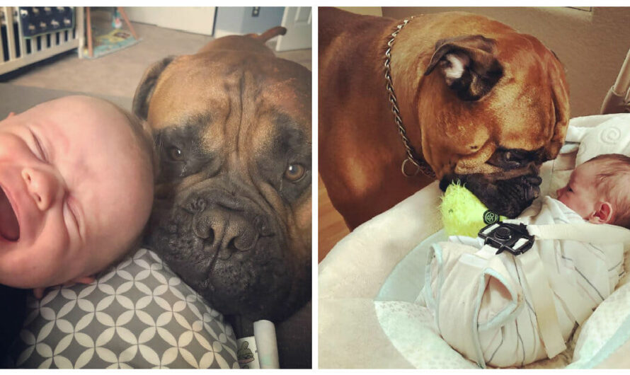 Dog Comforts Crying Baby Brother By Bringing Him His Favorite Toy