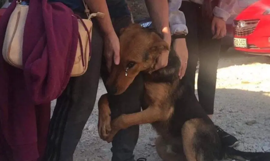 He begging stranger people who stop to pet him on the street “Please don’t leave me alone there”