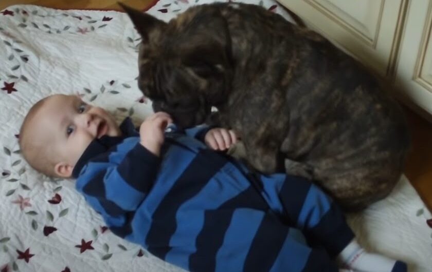 Cute and Comical: Watch Remmi the French Bulldog and His Little Brother’s Adorable Interaction!