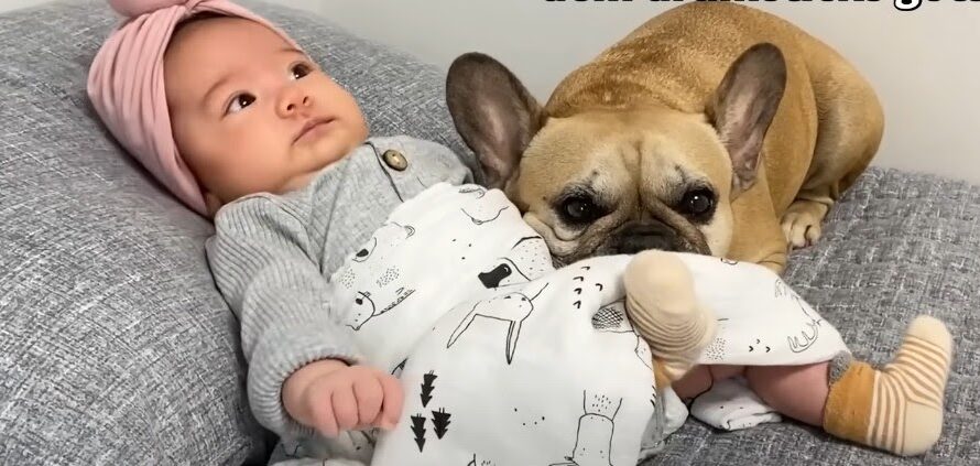 Our Dogs’ Heartwarming Reaction to Meeting Our Newborn Baby Will Melt Your Heart