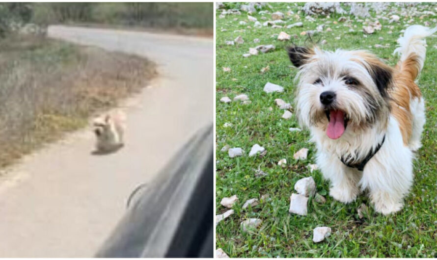 Abandoned Dog Chases Down Car Of Vacationing Couple Begging To Be Rescued