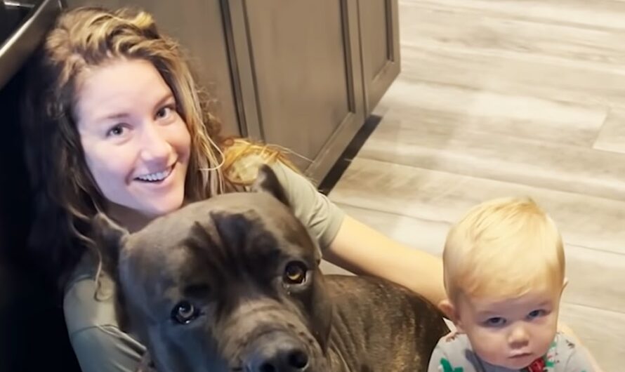 125-Pound Dog Becomes the Ultimate Assistant for Baby’s First Steps