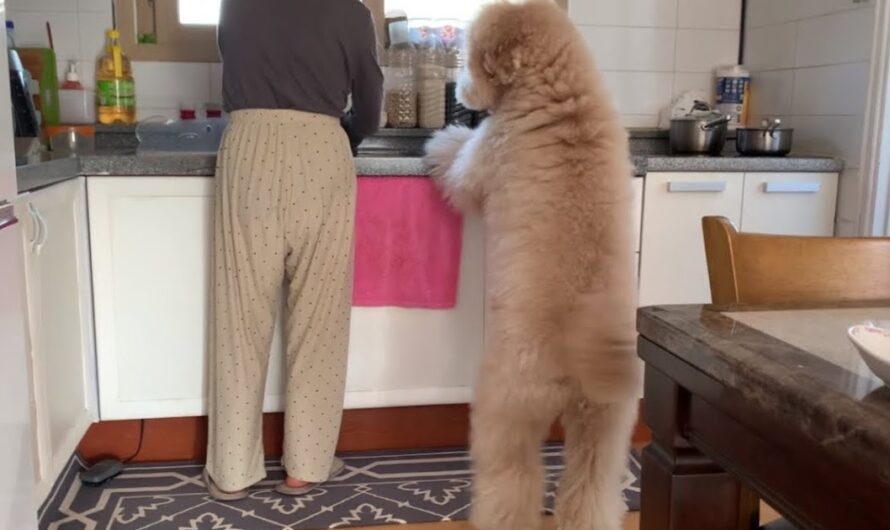 The online community was surprised and touched when a dog brought a bowl to its mother while she was washing dishes