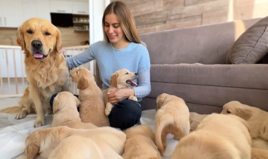 Heartwarming Moment: Golden Retriever Dad’s First Encounter with His Adorable ᴘᴜᴘᴘɪᴇs