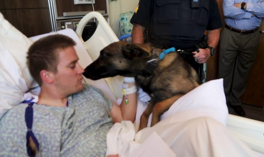 Touching Reunion: Wounded Officer Reunites with Loyal K9 Companion by his Hospital Bedside