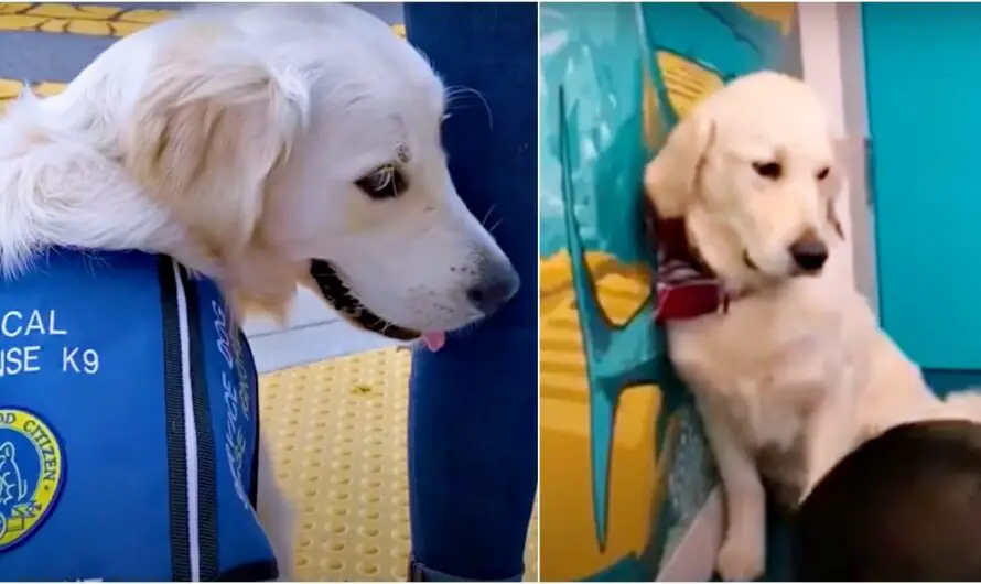 Hard-Working Service Dog Doesn’t Fit In, Won’t Play Till He Met Kindred Spirit