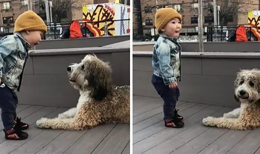 Toddler Meets Dog For The First Time And The Expression On His Face Says It All