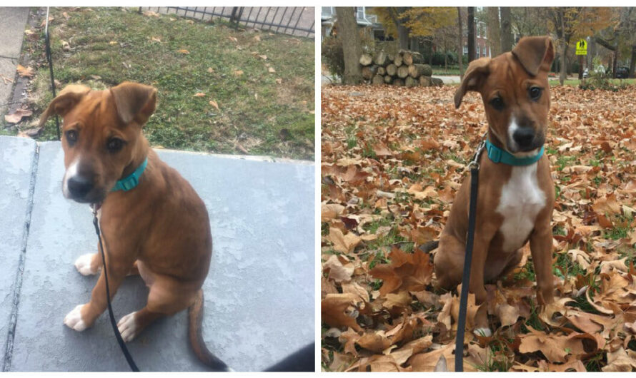 Woman Sees a Dog Plop Down On Her Lawn in Front of Her — Realizes She Was Her Old Foster Puppy