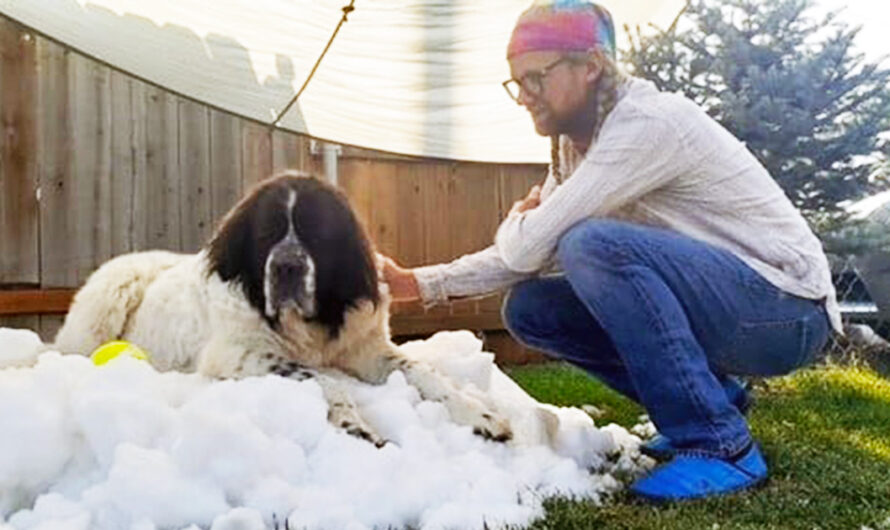 Ice Rink Helps Dying Dog Enjoy One Last ‘Snow Day’