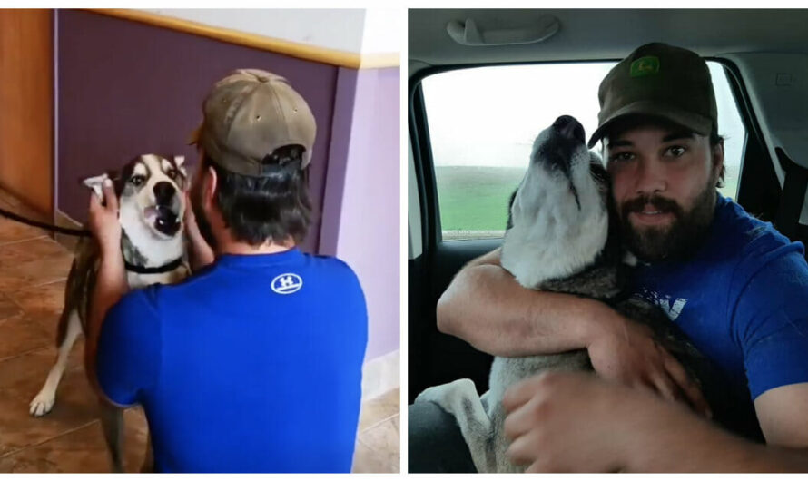 Four Years After His Dog Went Missing, Man Finds His Lost Dog & Has Tearful Reunion