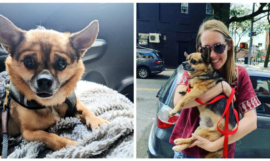 Woman Who Had Her Dog Stolen Steals Her Dog Right Back Days Later