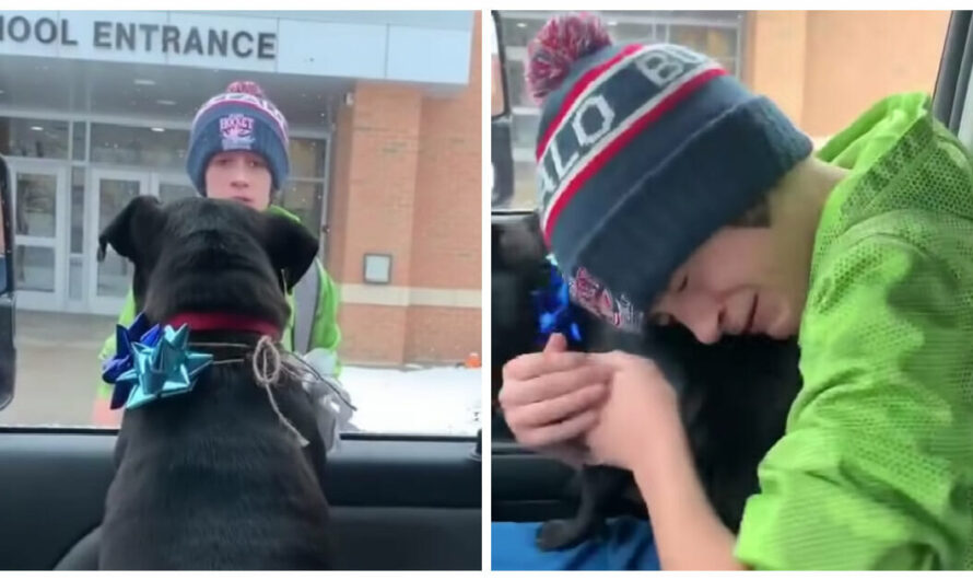 Boy Has Tearful Surprise Reunion with Missing Dog After School