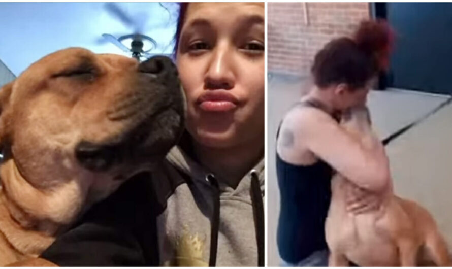 Woman Finds Her Dog on Shelter Adoption Site, Gets Reunited with her Lost Dog After 2 Years