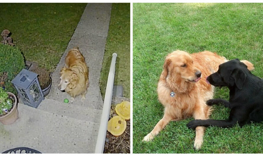 Gentlemanly Neighbor Pup Patiently Waits at Door to Ask Out His Girlfriend