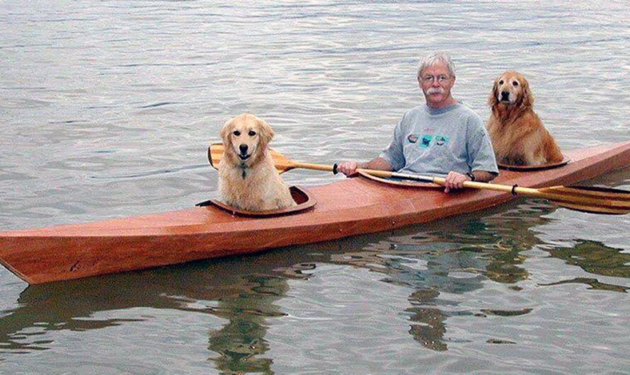 Man Builds A Special Kayak To Go On Little Adventures With His Dogs