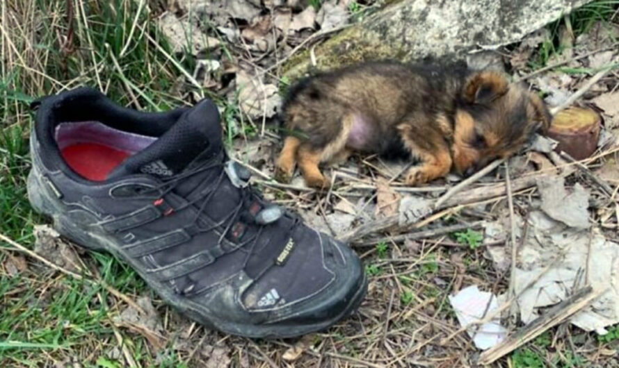 Man Finds Puppy Using A Shoe As A Shelter – Gives Her A Home & A Whole New Life