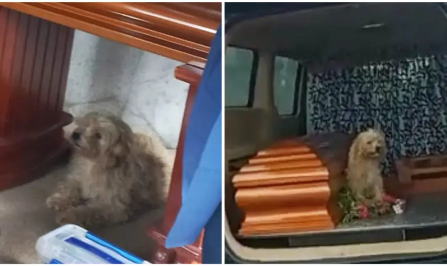 Loyal Dog Refuses To Leave Late Owner’s Side At Her Funeral