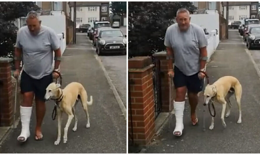 Man Takes $400 Trip To Vet, Learns His Limping Dog Was Just Imitating Him Out Of Sympathy