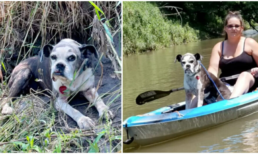 Kayakers Goes Out Of Their Way To Save A Lost Dog on the Riverbank and Give Her a Ride Back to Shore