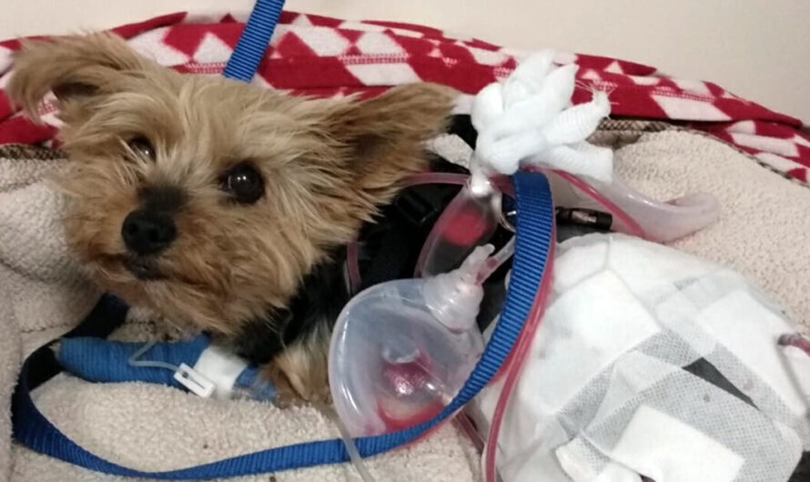 Hero Yorkie Fends Off Attacking Coyote To Save Her 10-Year-Old Owner