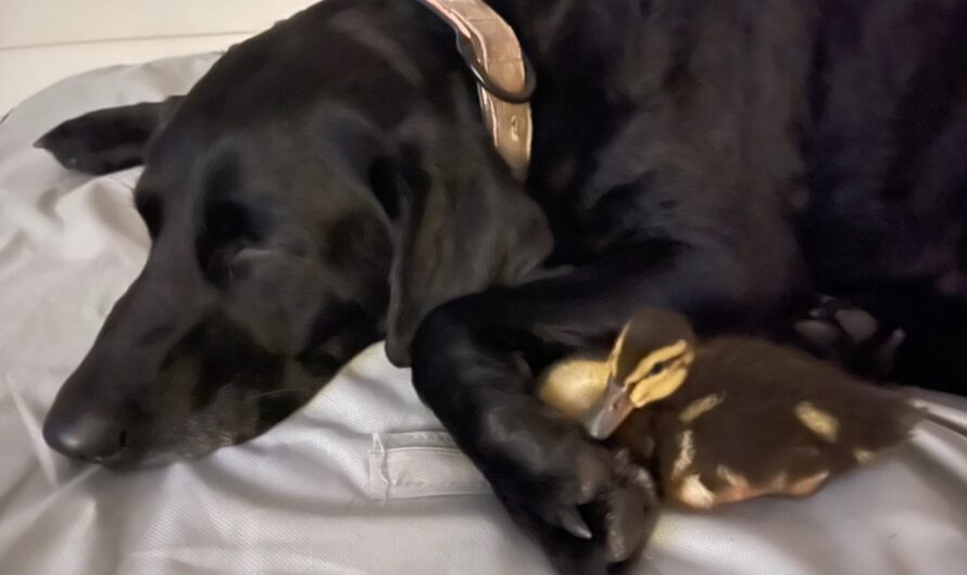 Black Lab Saves Her Duck Pals From Alligator