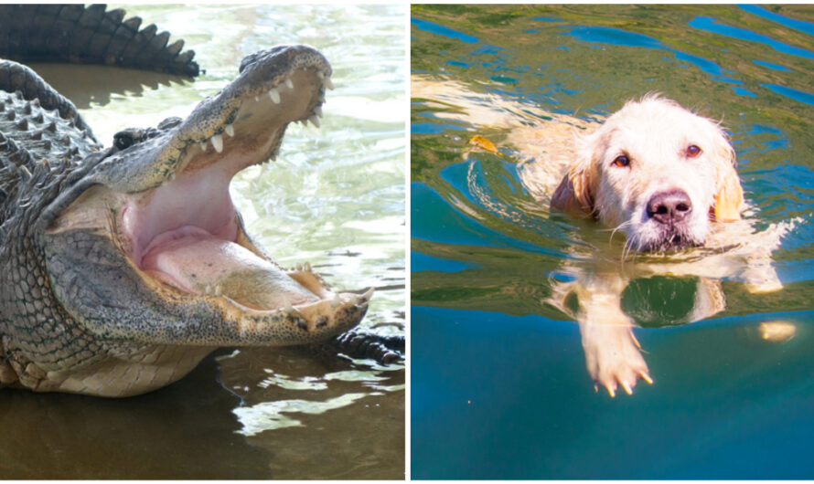 74-Year-Old Woman Fights Off Alligator To Save Her Beloved Pup