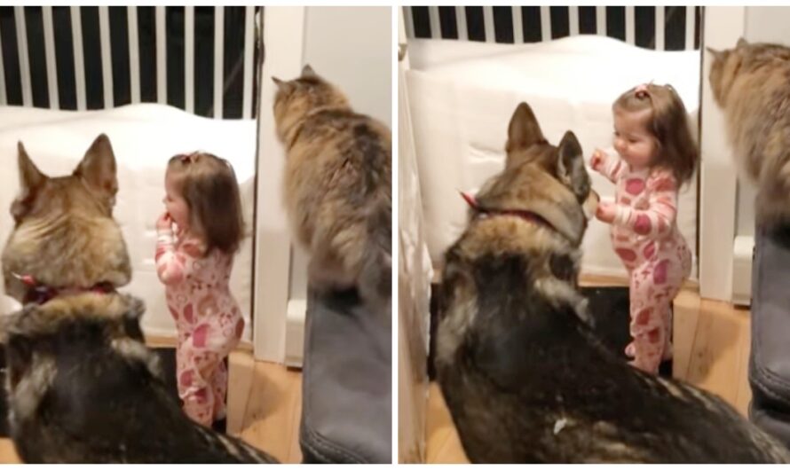 Clever Dog & Cat Duo Teach Little Girl “Go To Bed” So They Can Tuck Her In