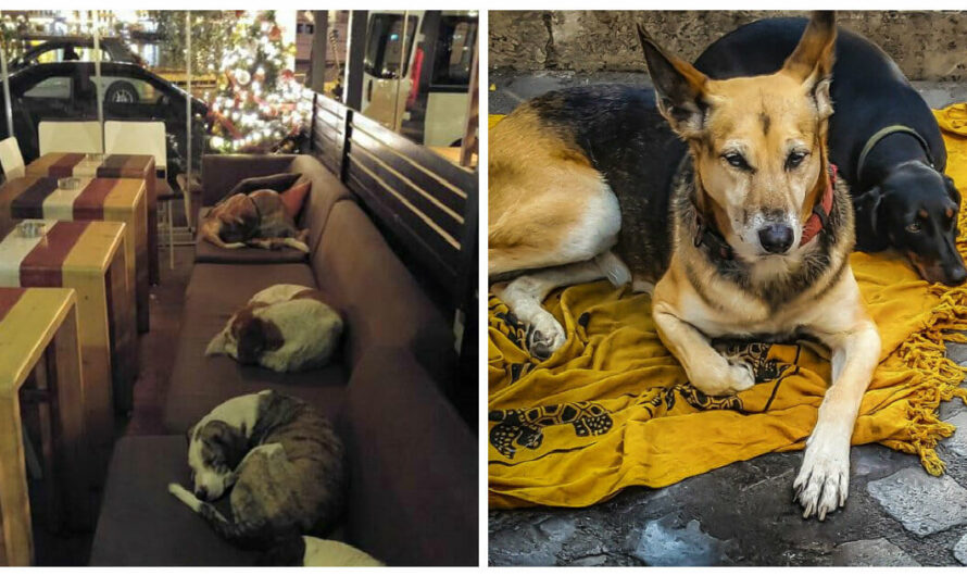 Cafe Opens Their Doors After Hours Every Night To Let Stray Dogs Come In And Stay The Night