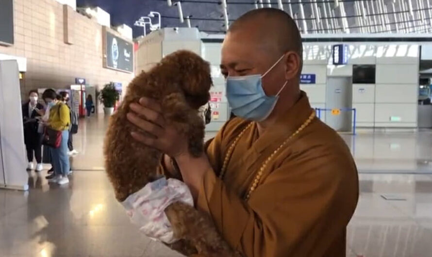 Buddhist Monk Dedicates His Life To Rescuing Thousands Of Stray Dogs