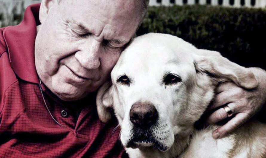 Blind 9/11 survivor remembers how his guide dog helped led him out of World Trade Center