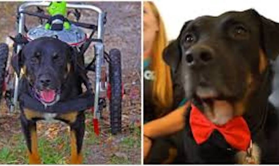 Dog who was thought to be permanently paralyzed learns to walk again: ‘He is a miracle’