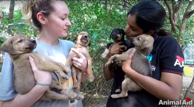 rescue dogs covered in tar 5