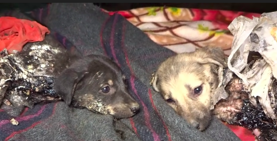 The Nearly Impossible Rescue of Puppies Covered in Tar