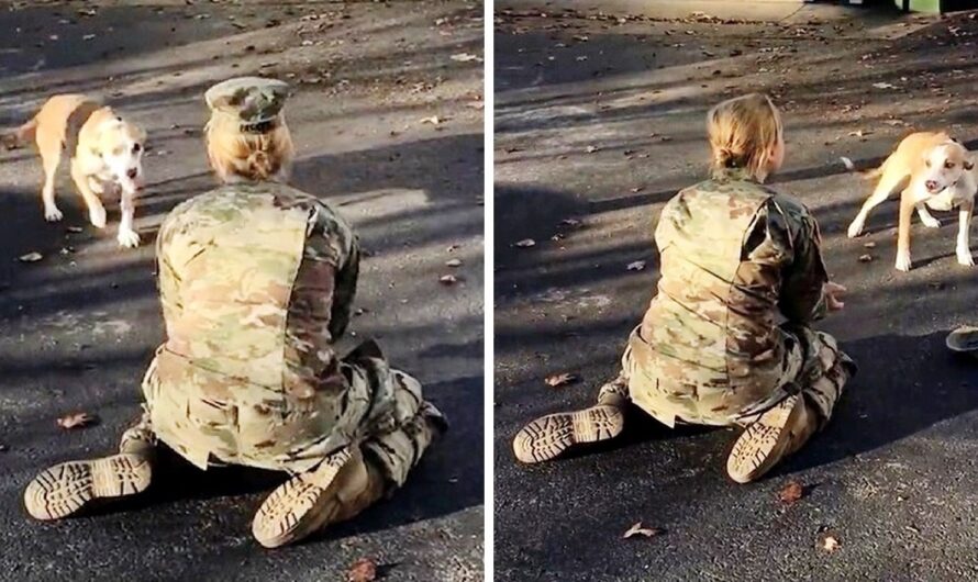 Army Mom Gets Sad When Dog Rejects Her Upon Return, Then She Takes Her Hat Off