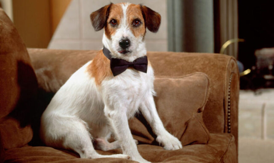 4 of the Most Interesting Dogs in History