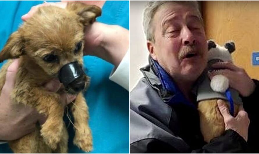 Anonymous Man Saves Battered Puppy, Finally Comes Forward To Collect His “Reward”